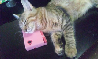Illustration for article titled Cats Are Very Serious about Video Games